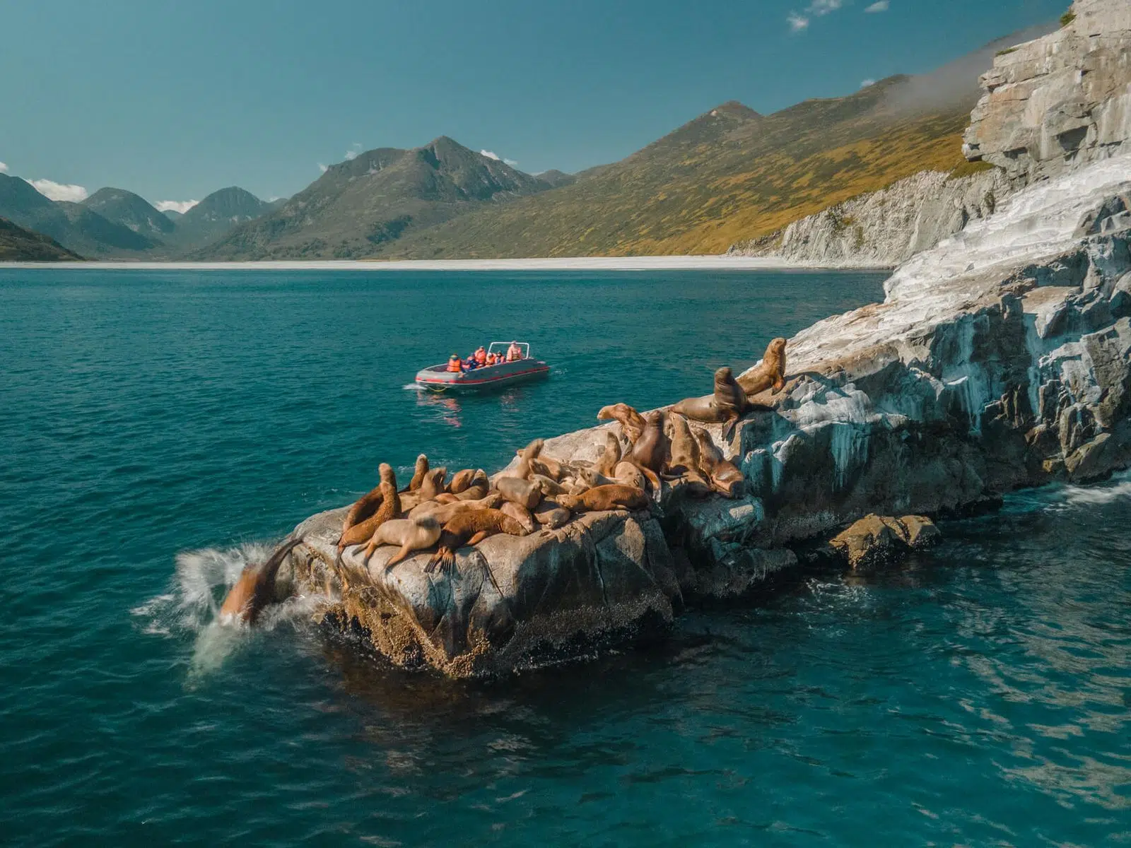 Steller sea lions resting on rocks beside a tour boat