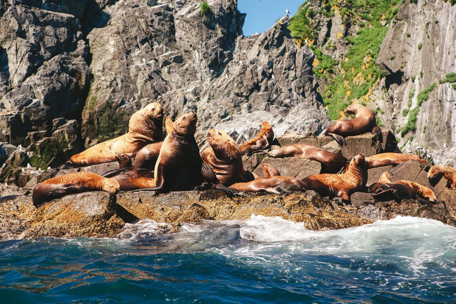 Steller sea lions gathered on a rocky shoreline