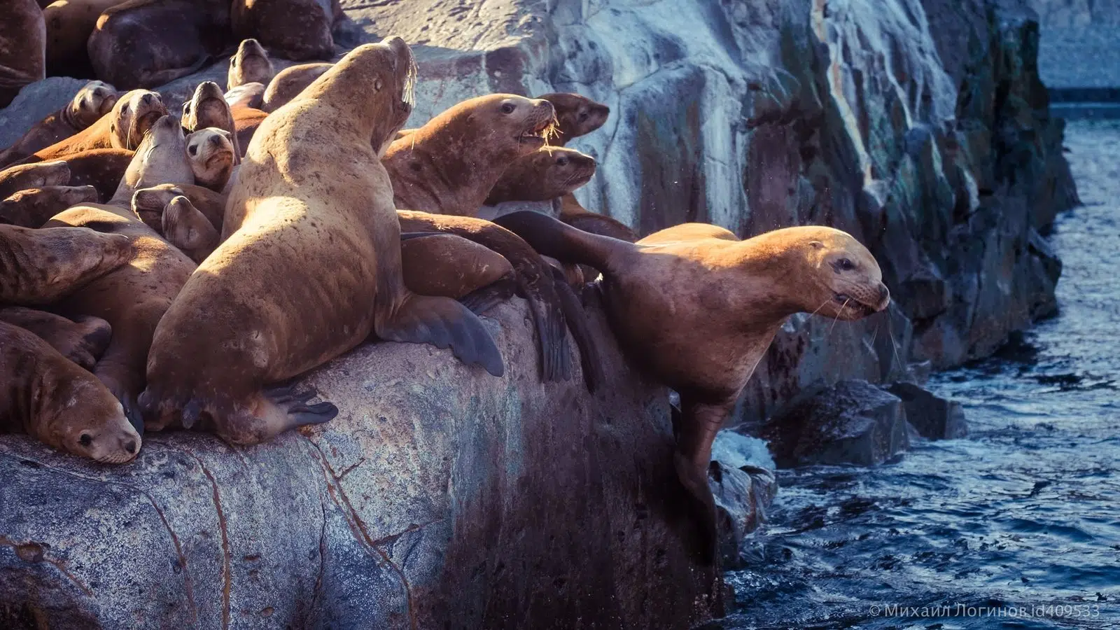 Steller sea lions resting together on coastal rocks