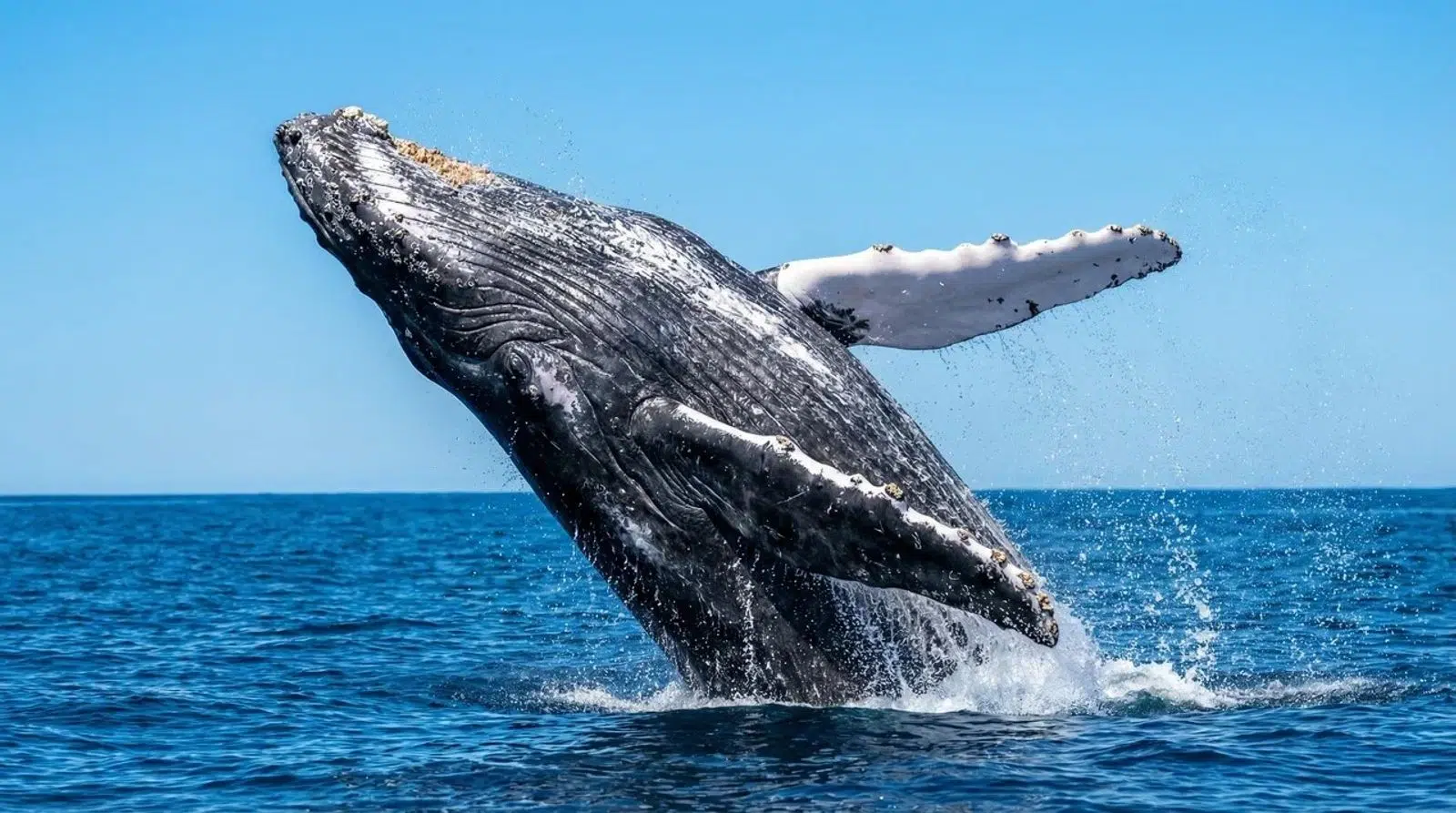 Image 16 from the Kamchatka tour gallery