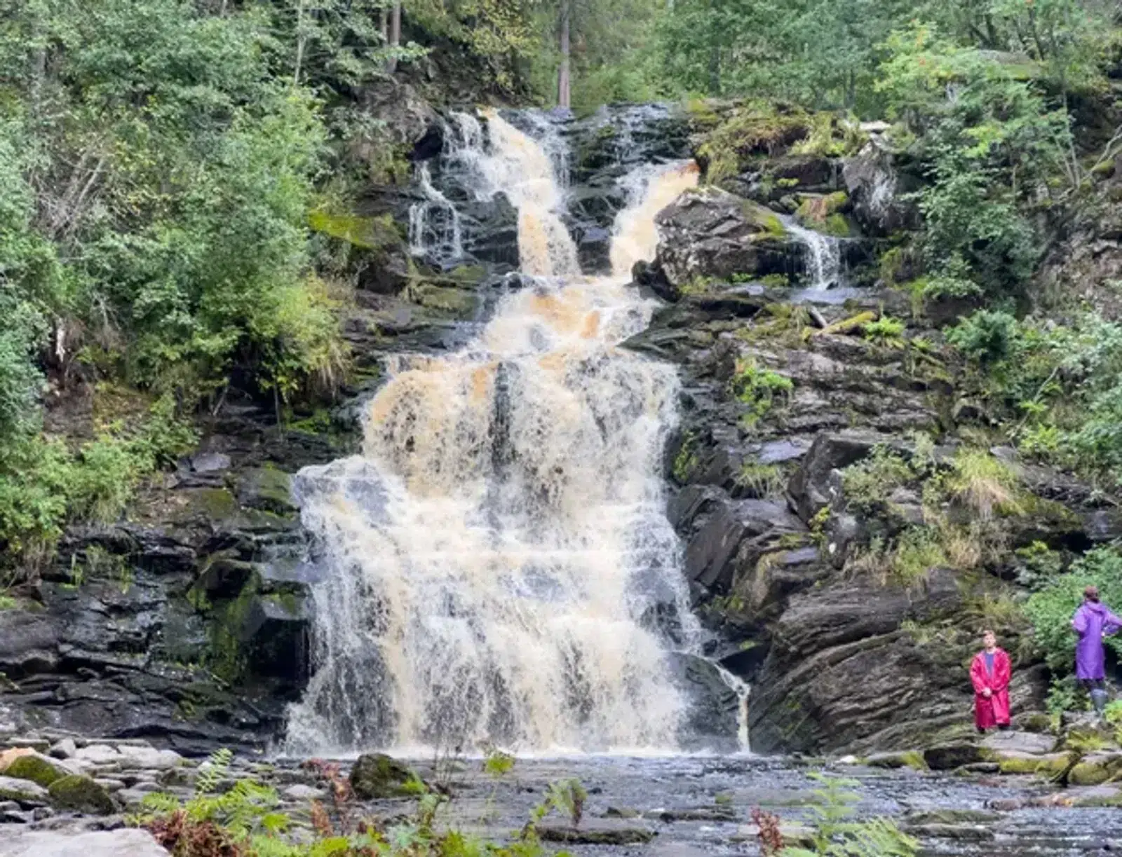 Tiered forest waterfall flowing over dark stone