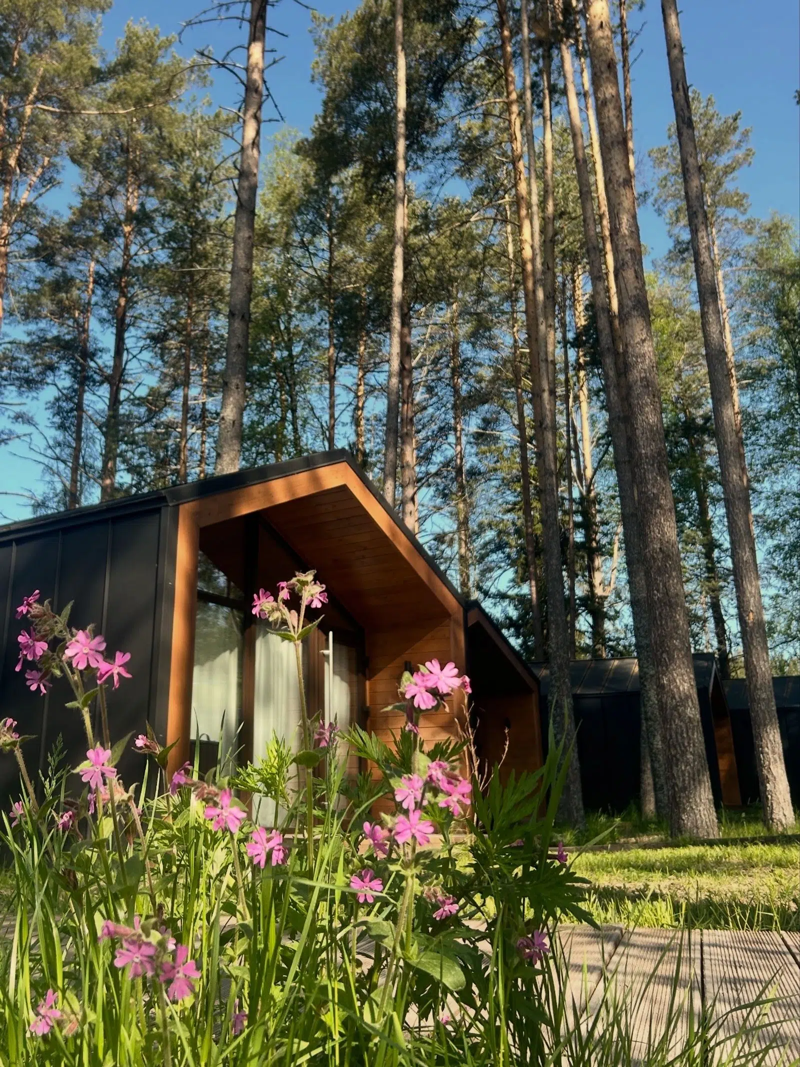 Small wooden cabin among pine trees and pink wildflowers