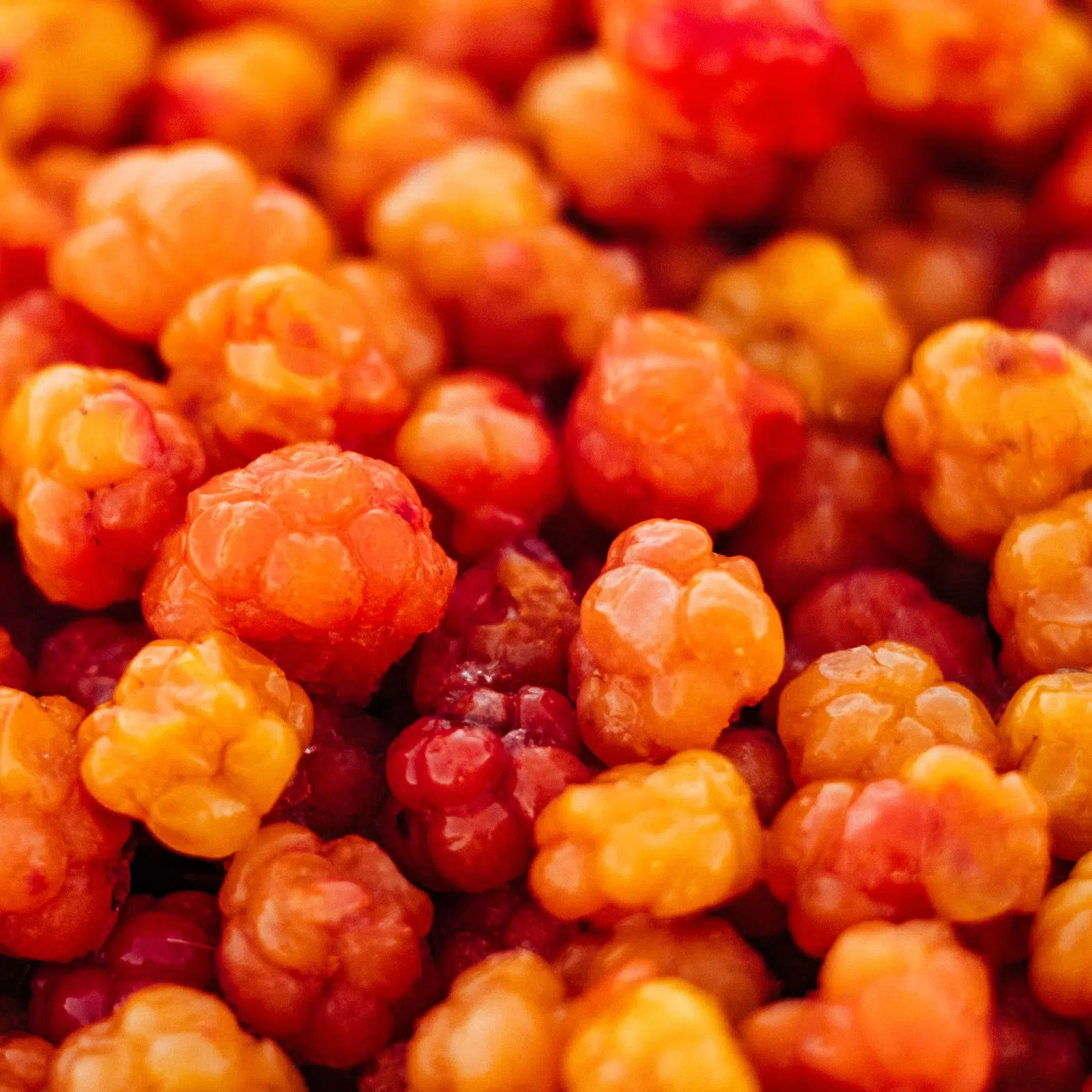 Orange and red cloudberries in close-up