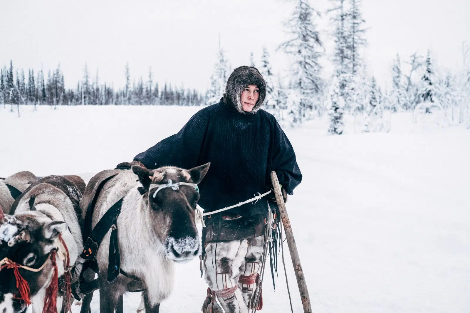 Nenets herder standing beside harnessed reindeer