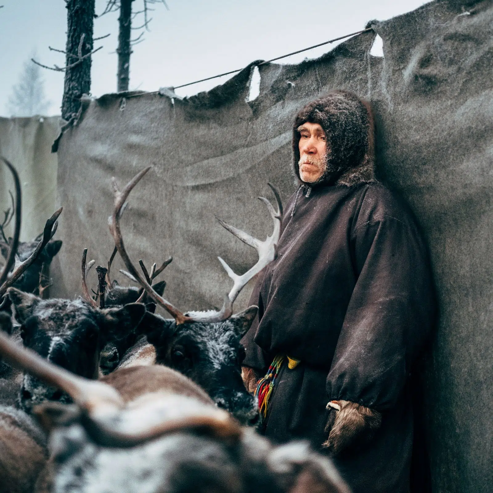 Nenets herder beside reindeer at a canvas winter camp