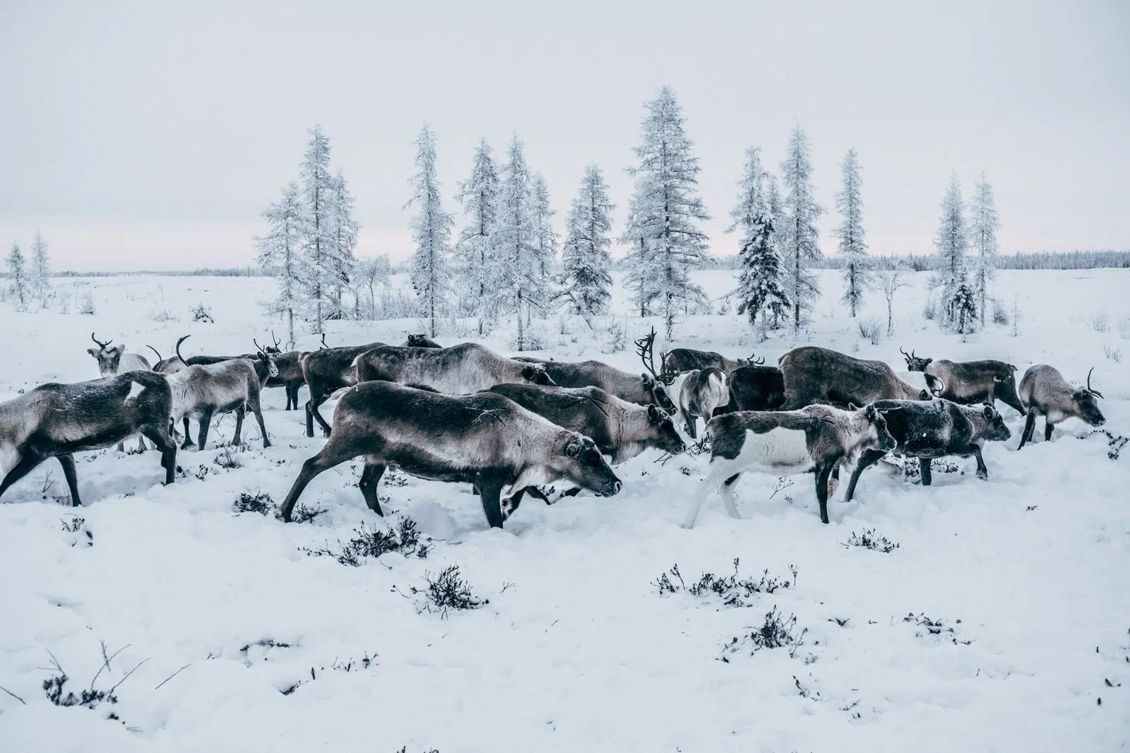 A herd of reindeer moving through the snowy tundra
