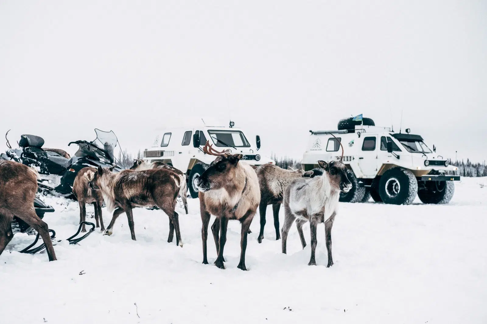 Reindeer gathered beside Arctic all-terrain vehicles