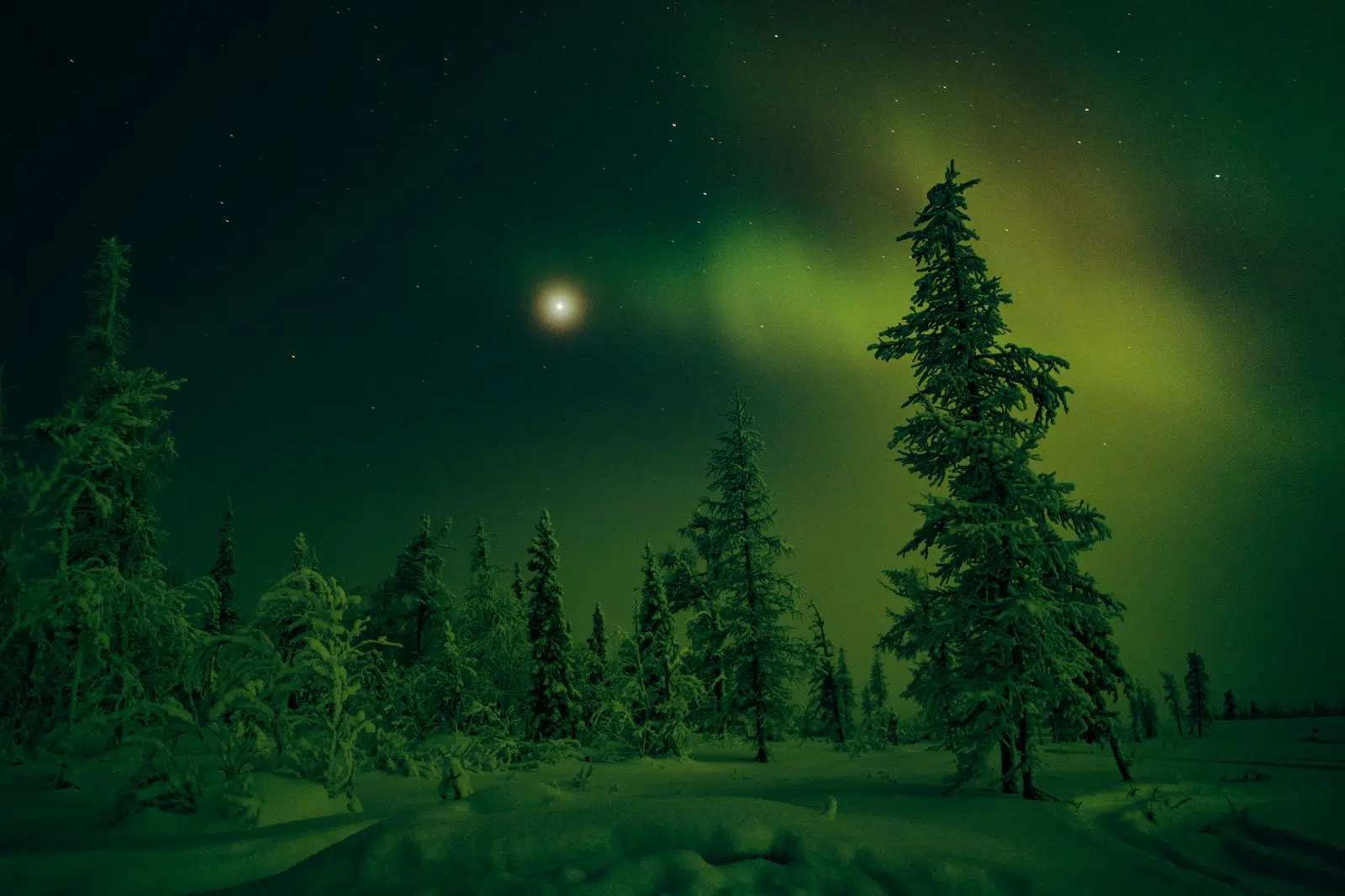Northern lights glowing green above a snowy forest