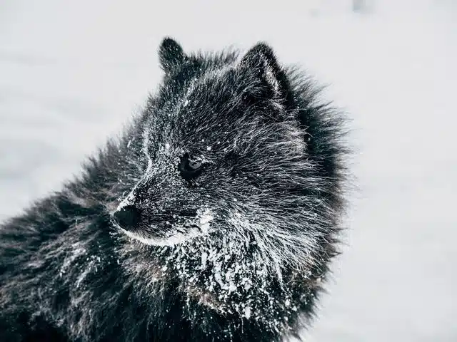Frost-covered herding dog resting in the snow